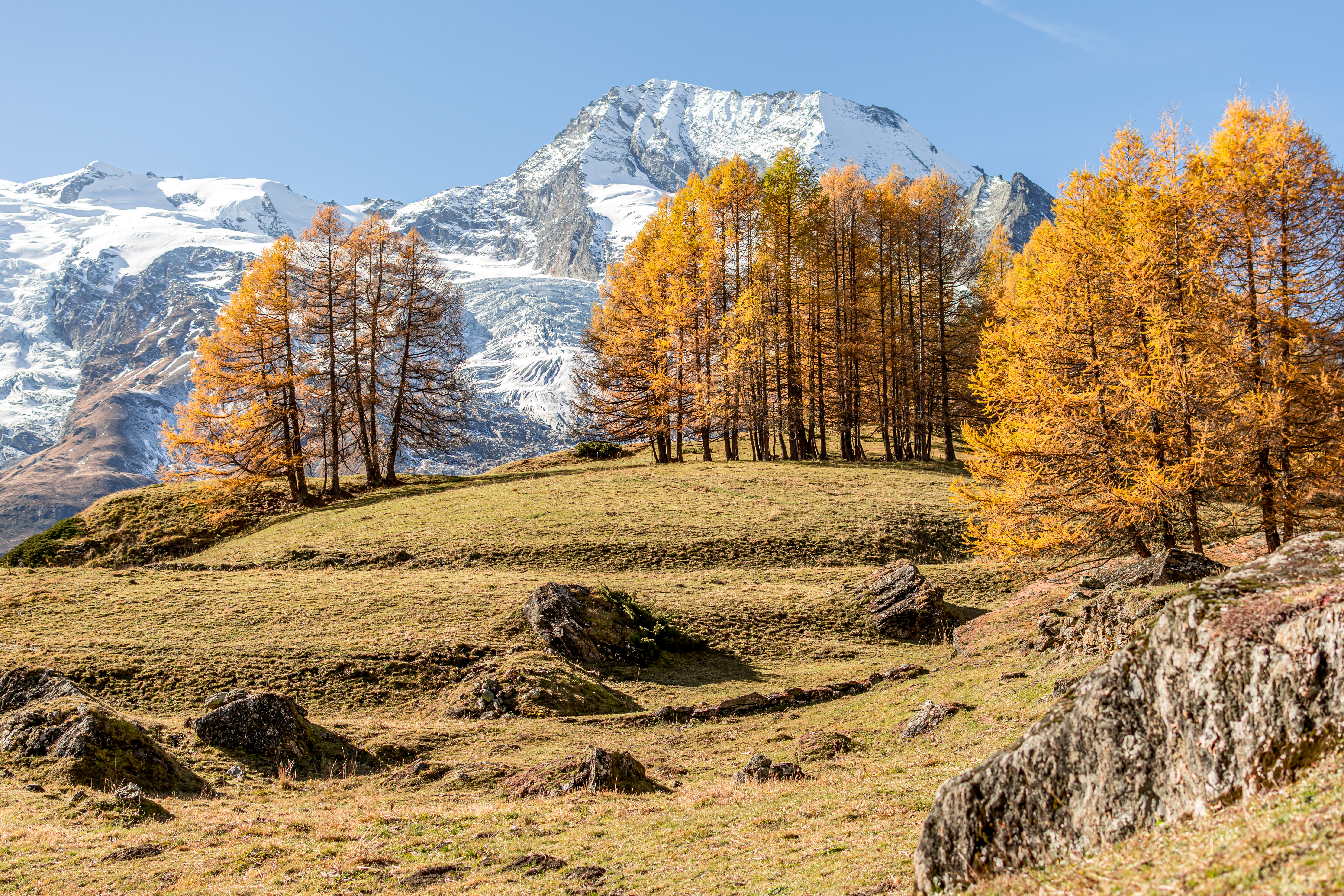Mélèzes aux couleurs dorées d'automne sur les alpages du Monal, avec un sommet enneigé en arrière-plan, en Savoie.